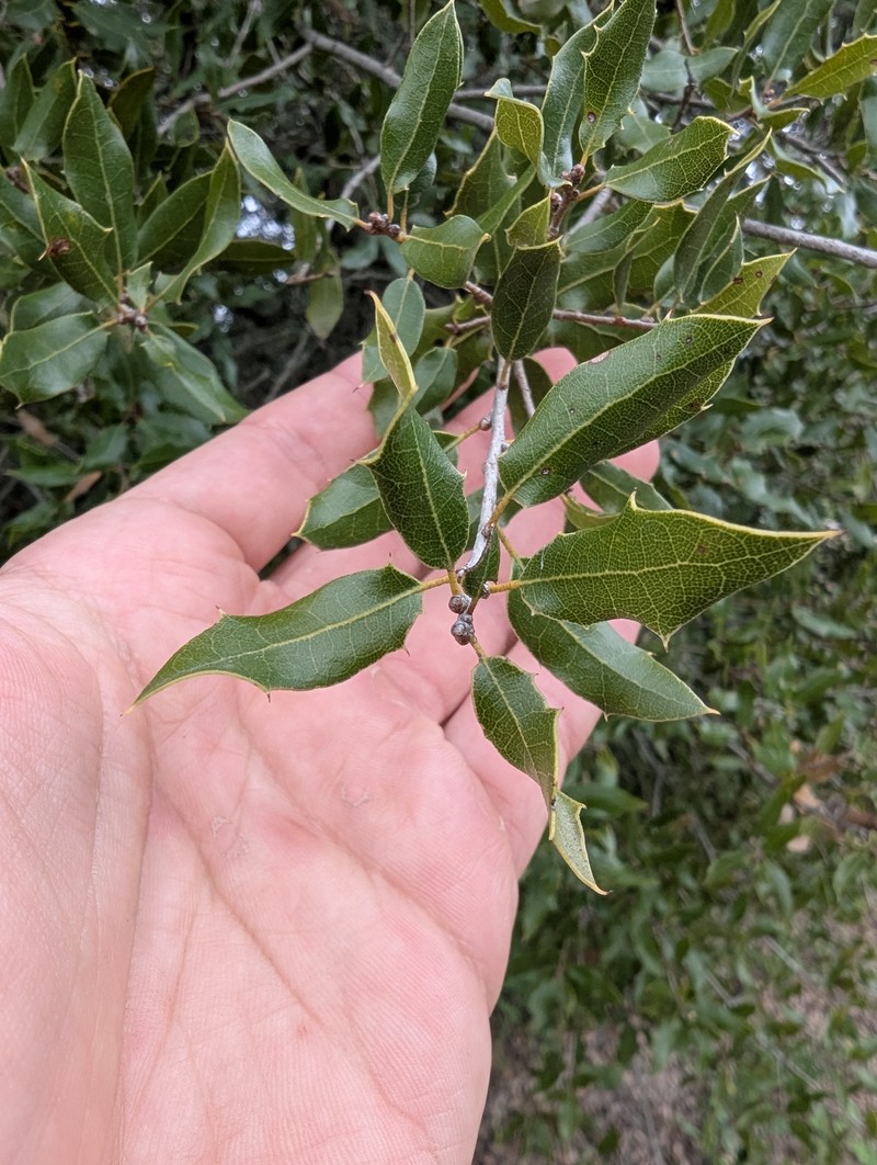 Quercus petraea subsp. petraea