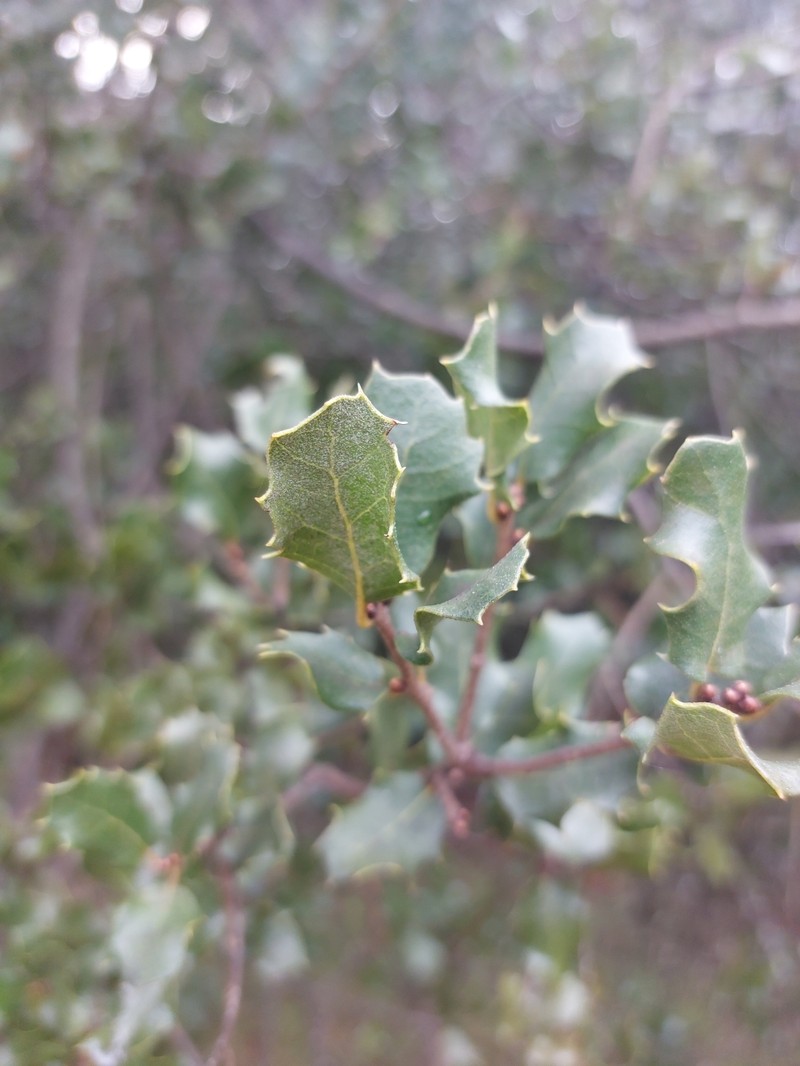Quercus petraea subsp. petraea photo 2