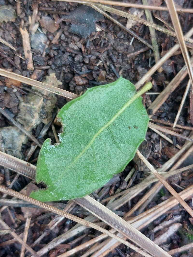 Quercus petraea subsp. petraea photo 3