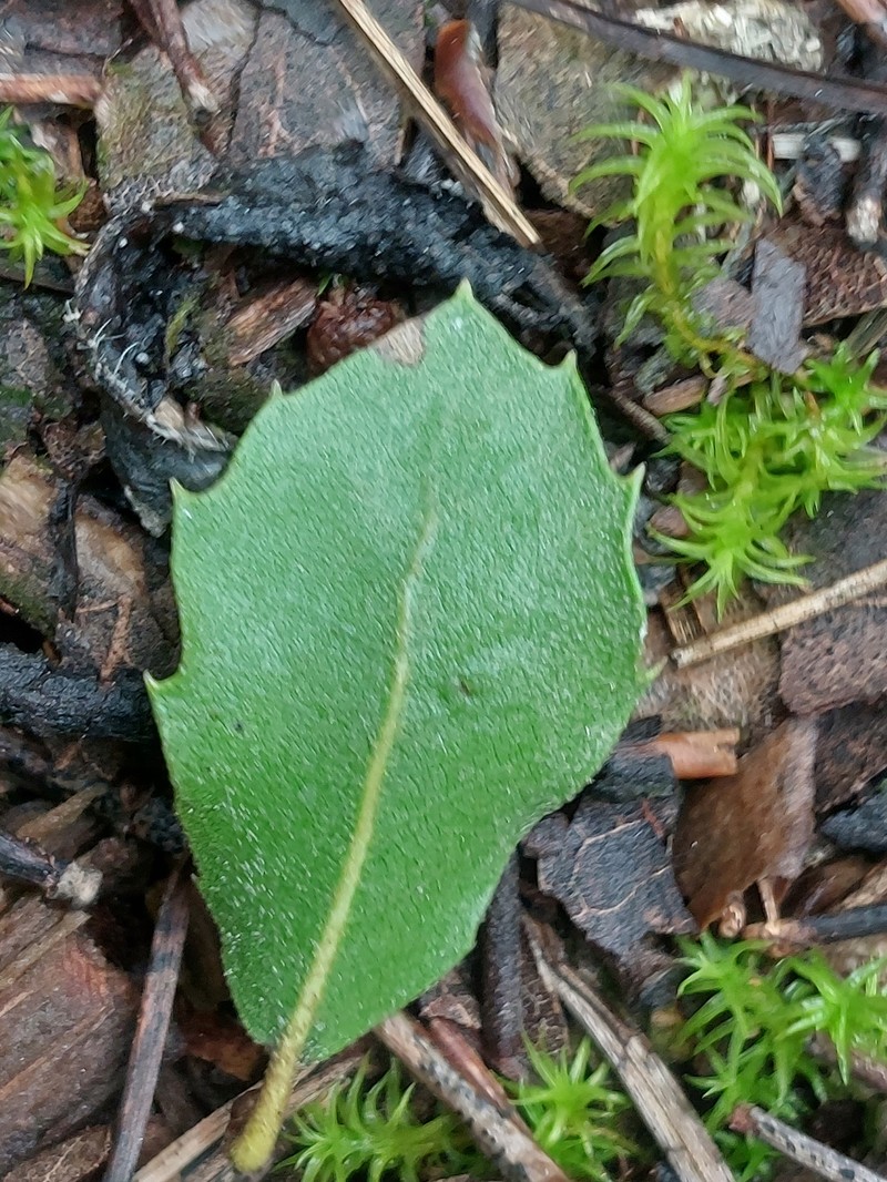Quercus petraea subsp. petraea photo 4
