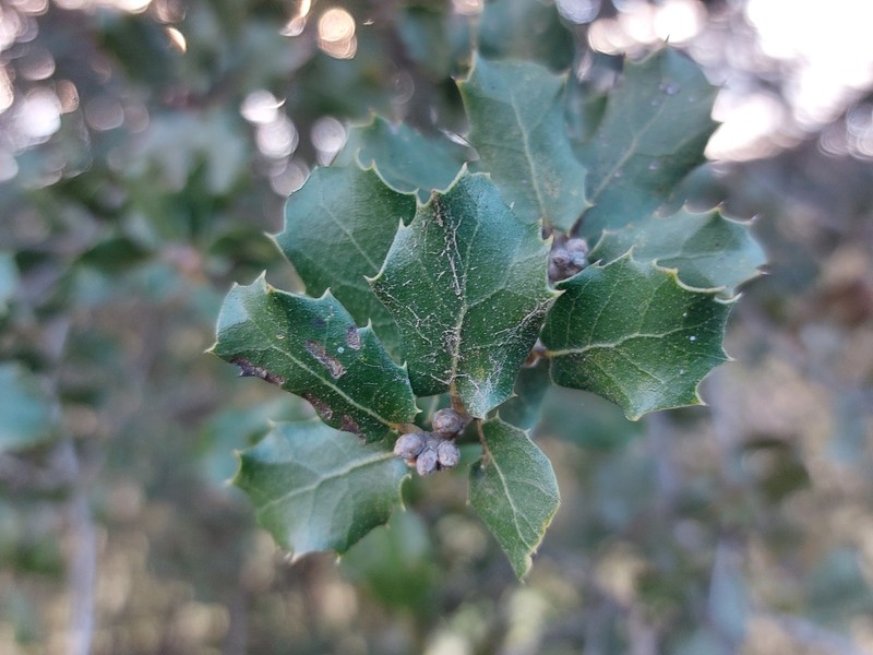 Quercus petraea subsp. petraea photo 5