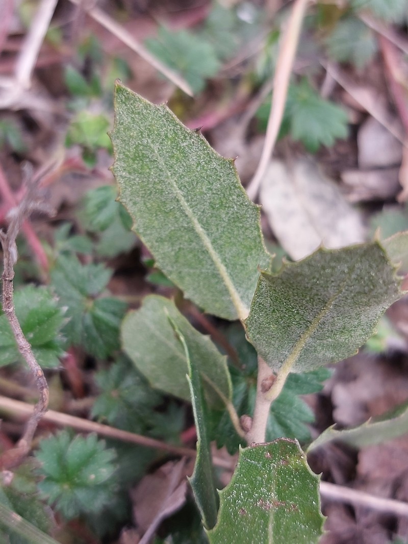 Quercus petraea subsp. petraea photo 6