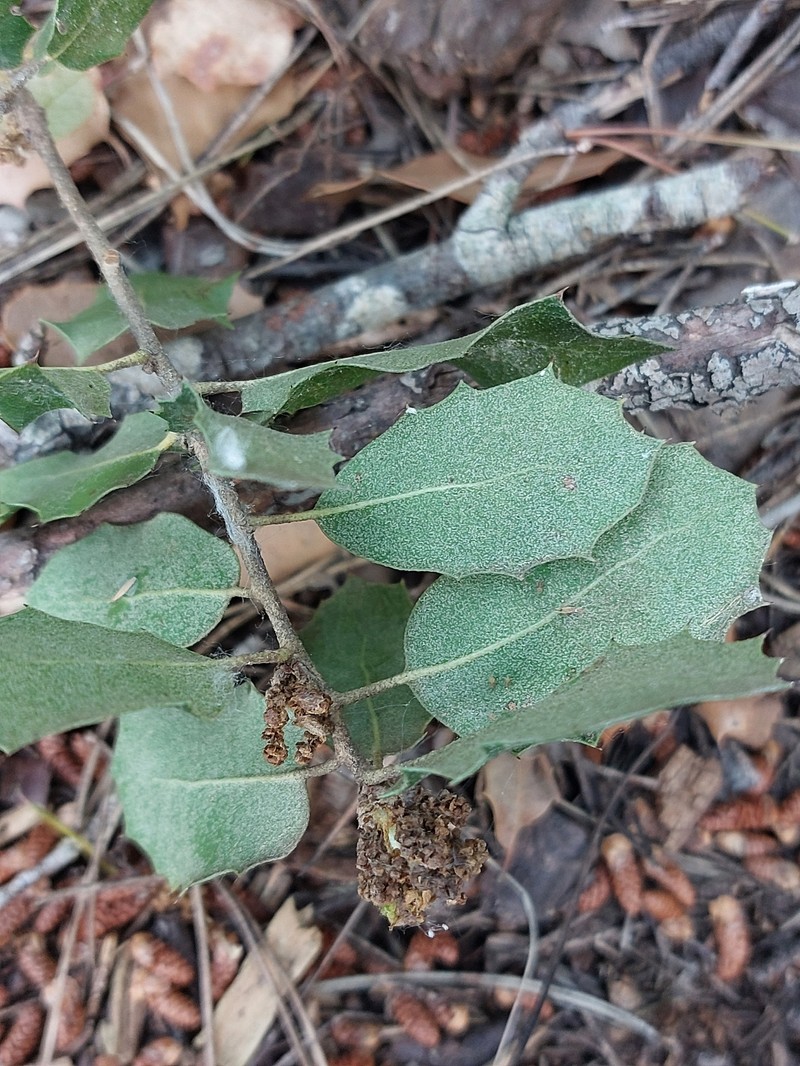 Quercus petraea subsp. petraea photo 7