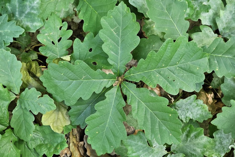 Quercus petraea subsp. petraea photo 8