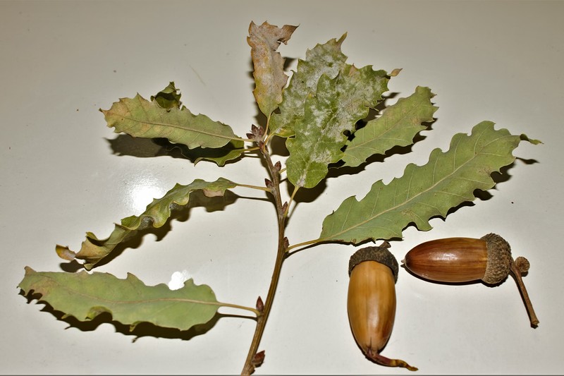 Quercus petraea subsp. pinnatiloba