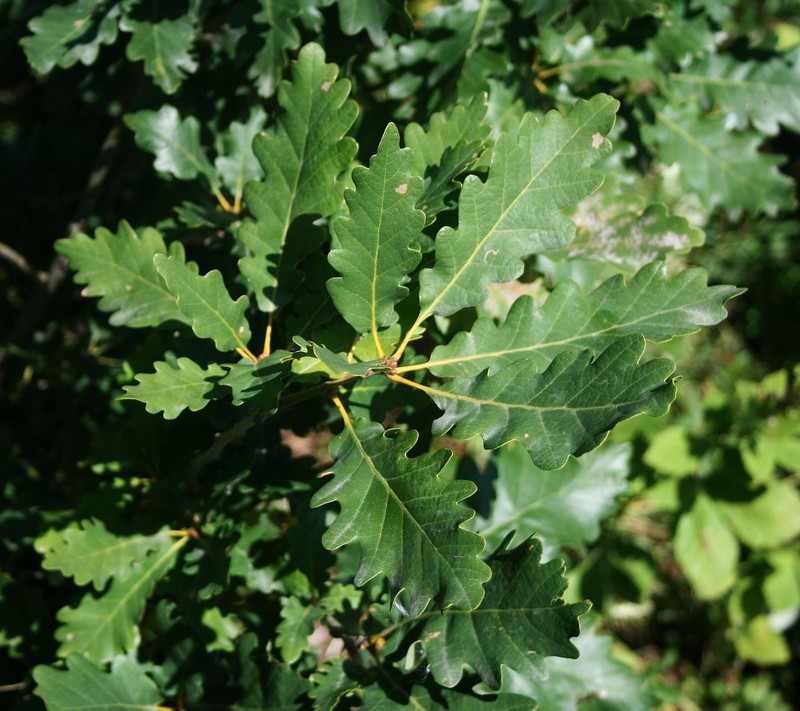 Quercus petraea subsp. polycarpa