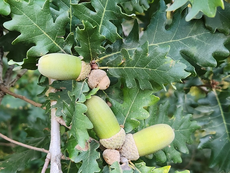 Quercus petraea subsp. polycarpa photo 2