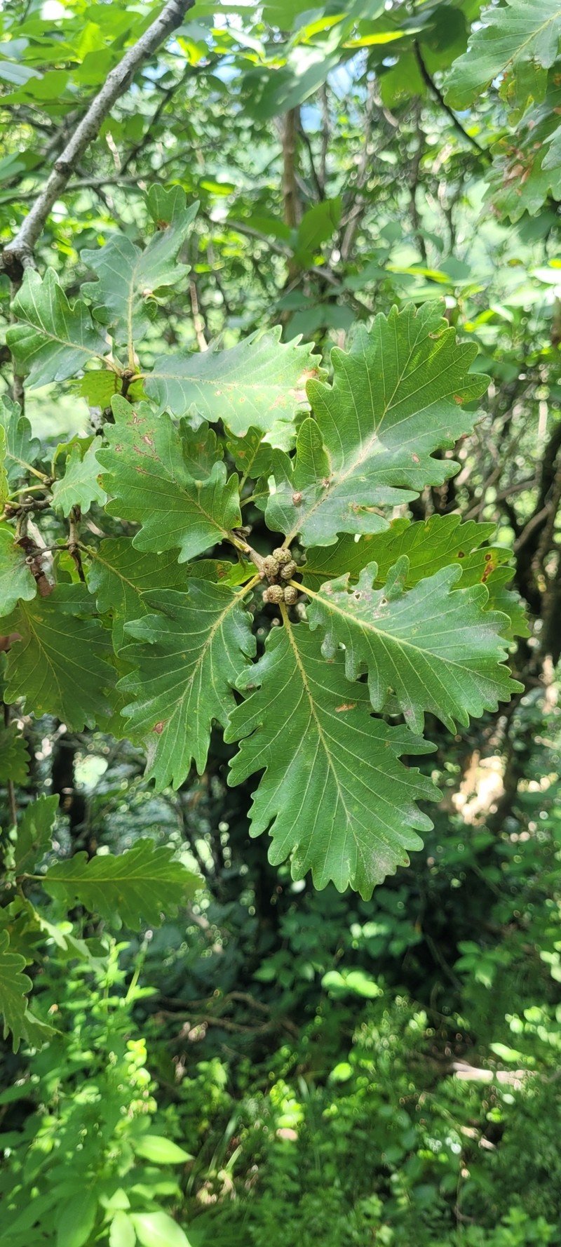 Quercus petraea subsp. polycarpa photo 3