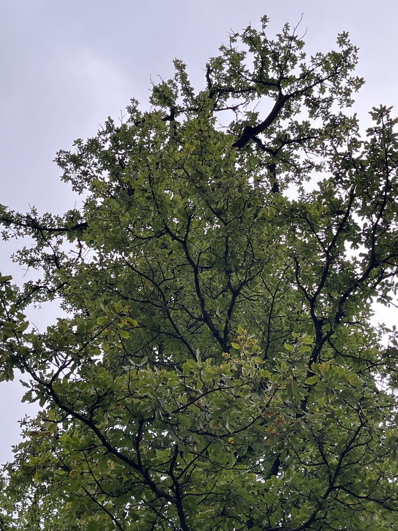 Quercus petraea subsp. polycarpa photo 4