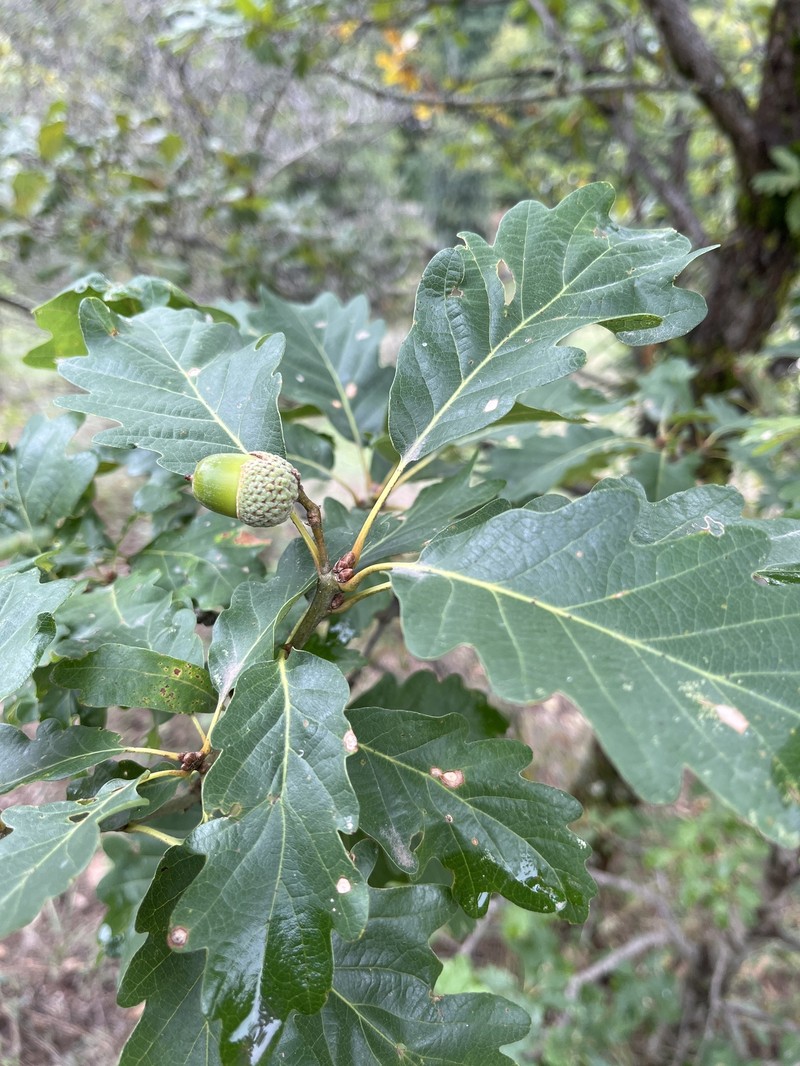 Quercus petraea subsp. polycarpa photo 5