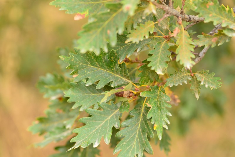 Quercus petraea subsp. polycarpa photo 6