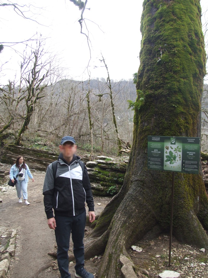 Quercus petraea subsp. polycarpa photo 7