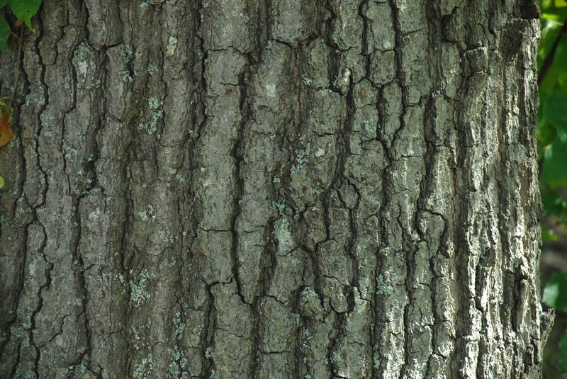 Willow Oak photo 2