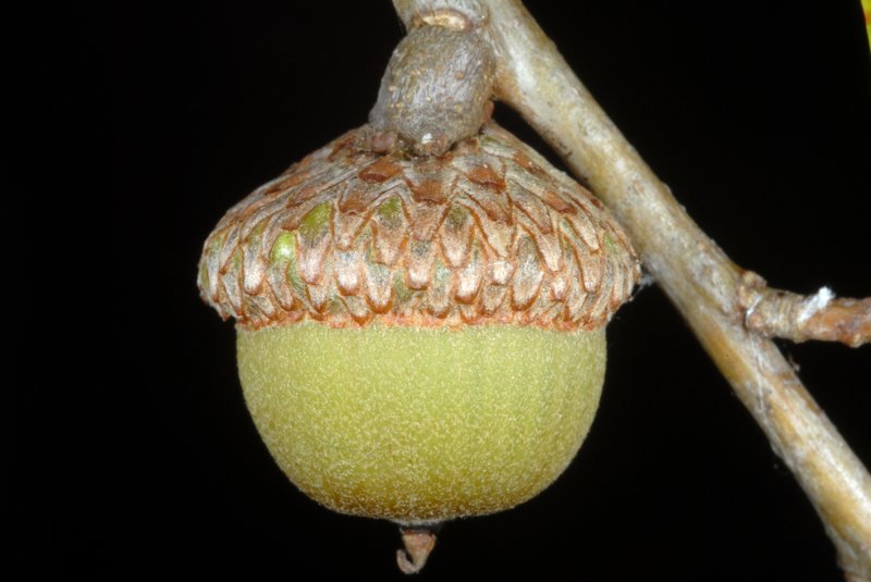 Willow Oak photo 3