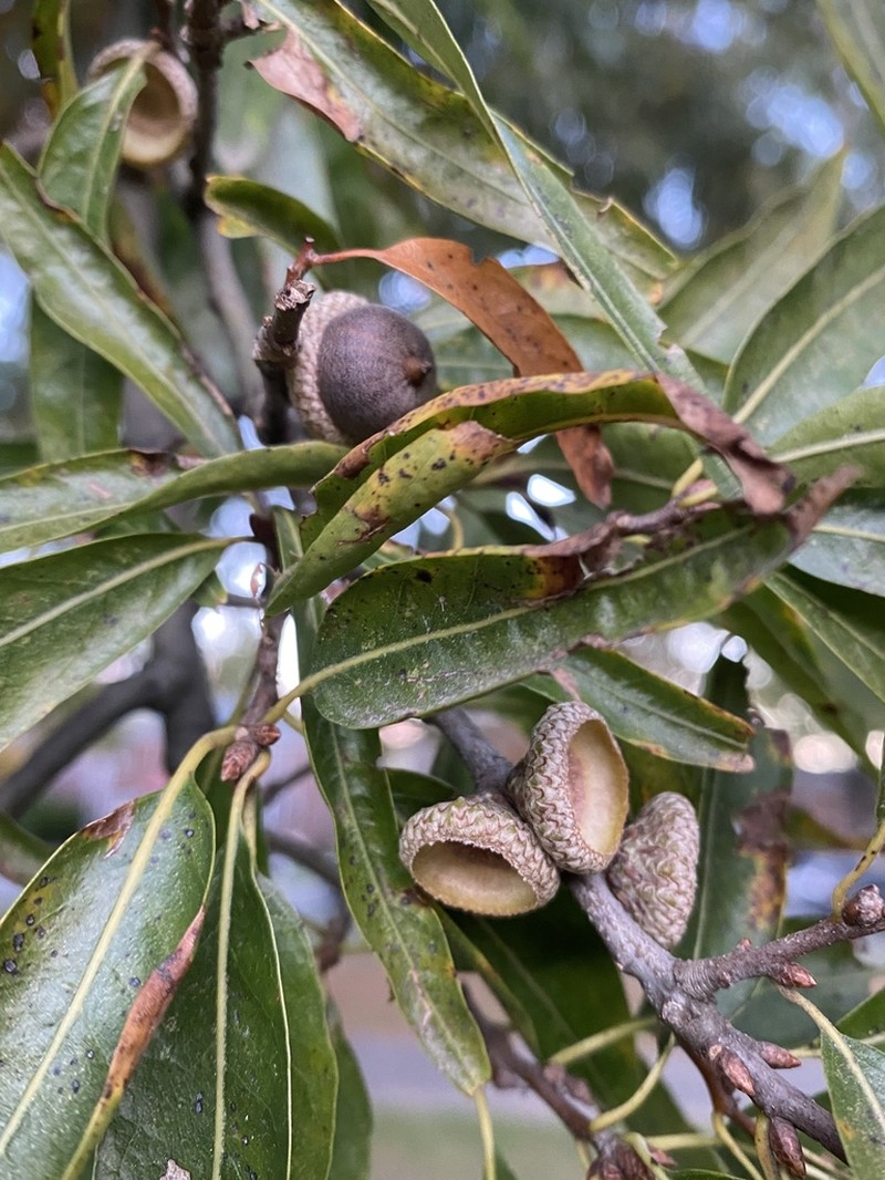 Willow Oak photo 4