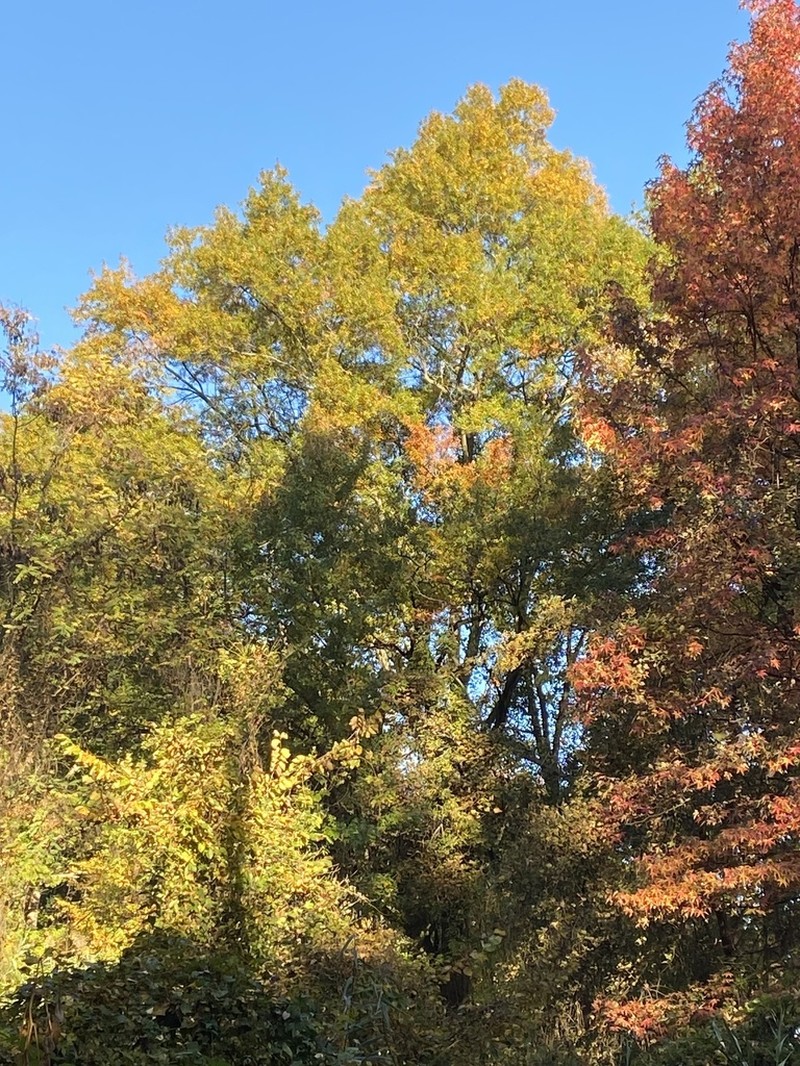 Willow Oak photo 6