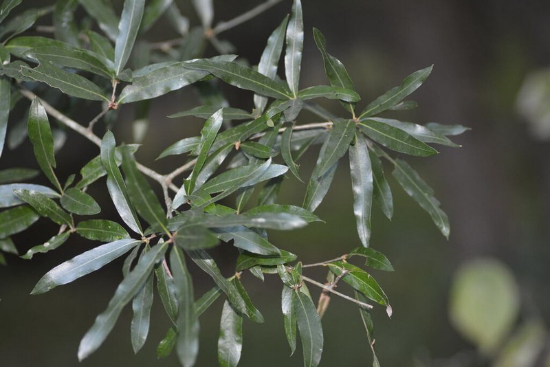 Willow Oak photo 8
