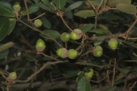 Quercus phillyreoides
