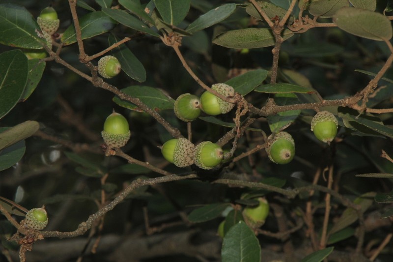 Quercus phillyreoides