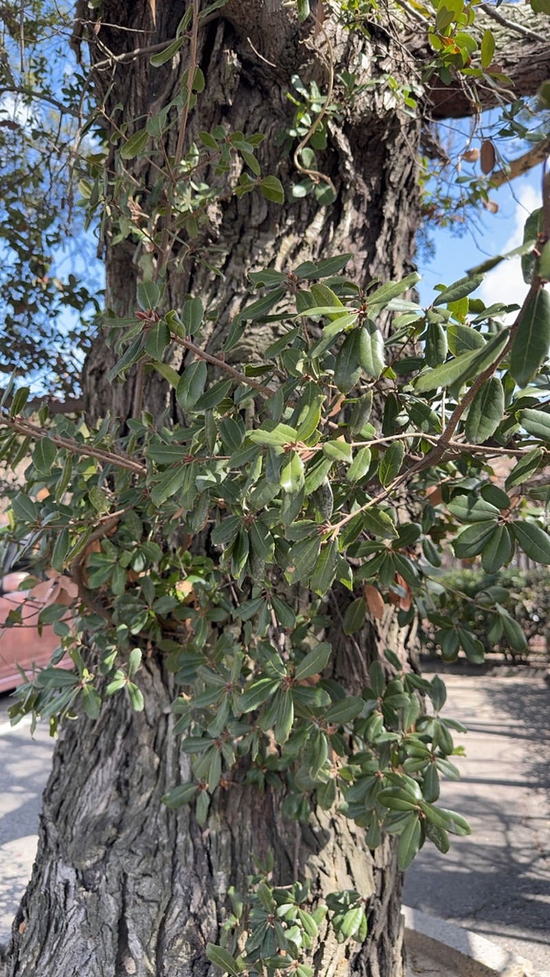 Quercus phillyreoides photo 2