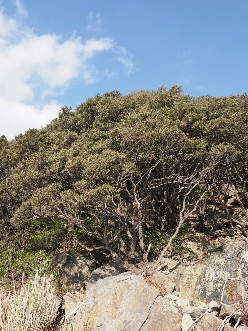 Quercus phillyreoides photo 3