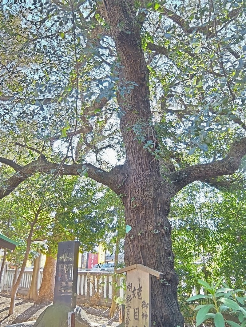 Quercus phillyreoides photo 4