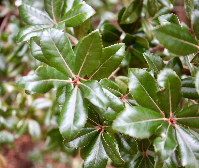 Quercus phillyreoides photo 5