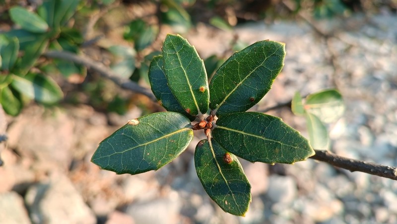 Quercus phillyreoides photo 6