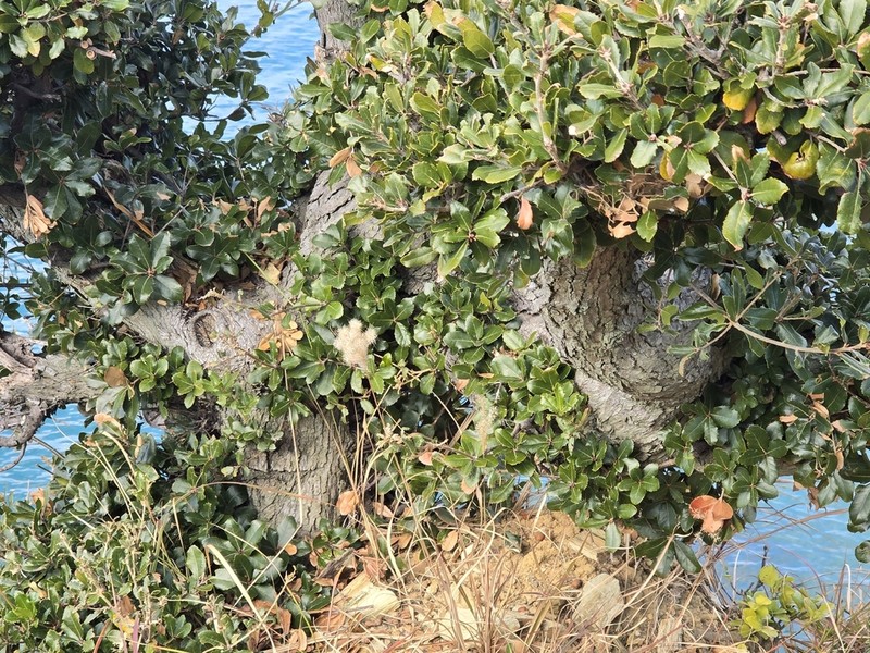 Quercus phillyreoides photo 7