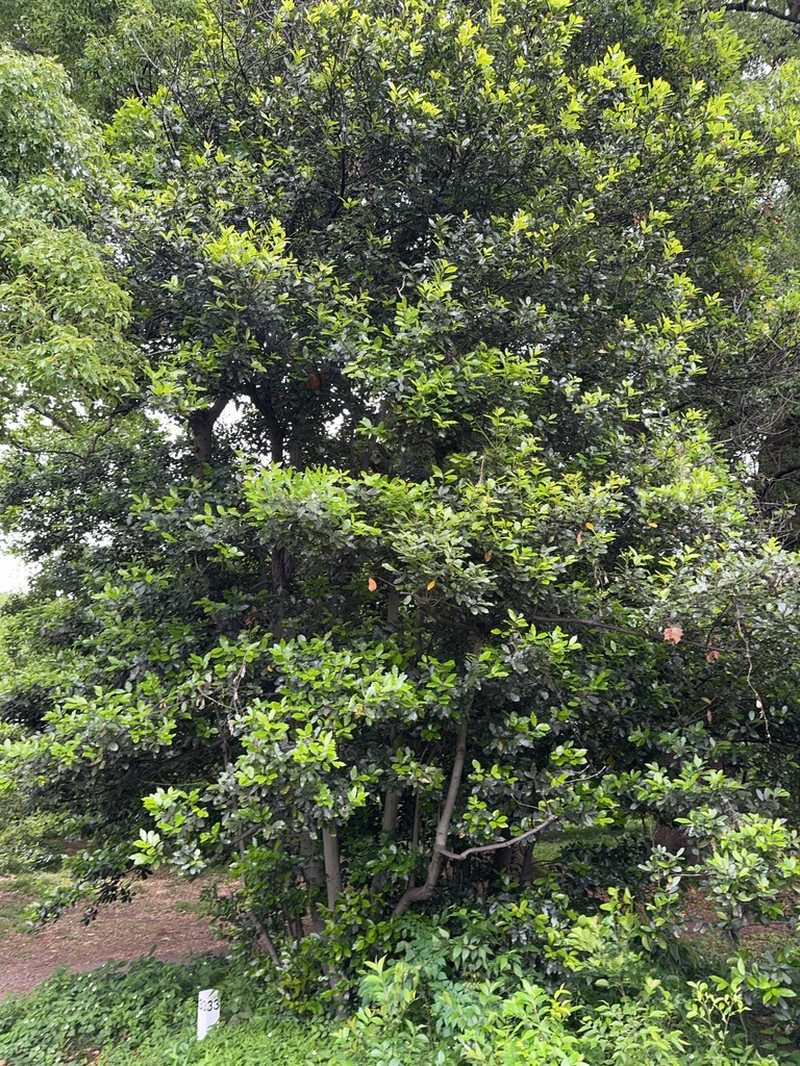 Quercus phillyreoides photo 8
