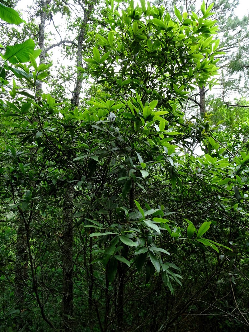Quercus pinnativenulosa photo 2