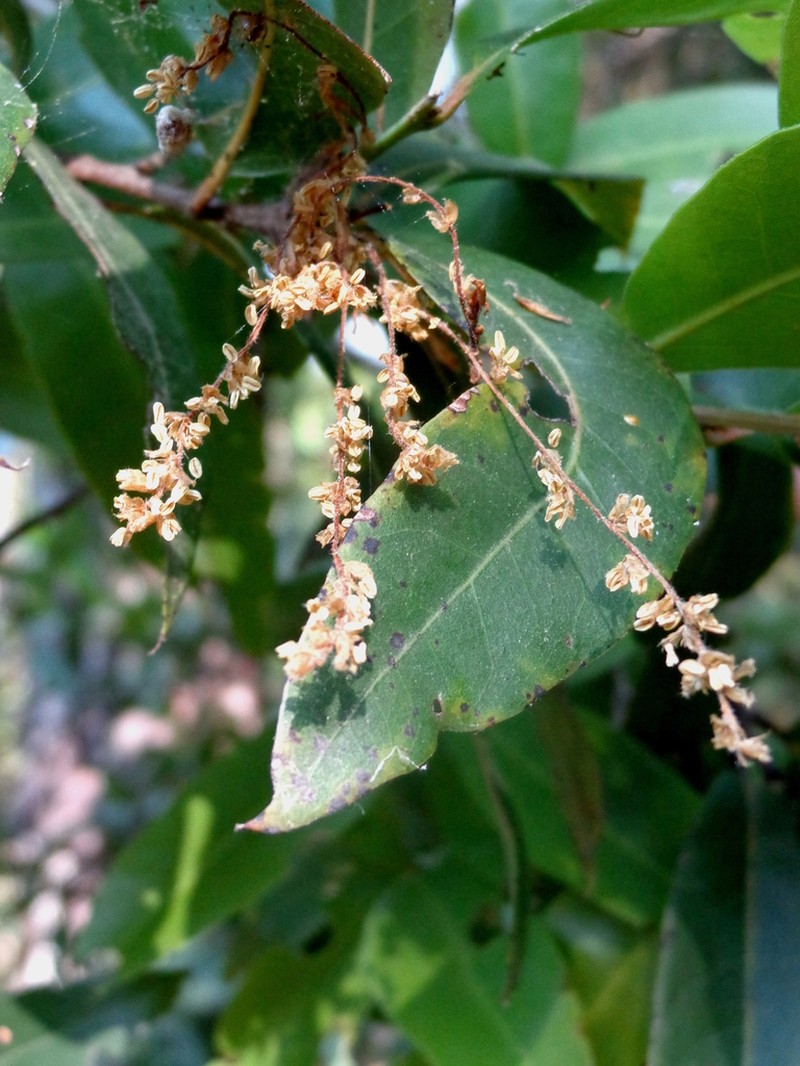 Quercus pinnativenulosa photo 3