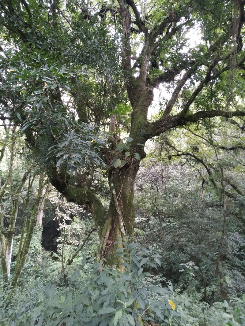 Quercus pinnativenulosa photo 4