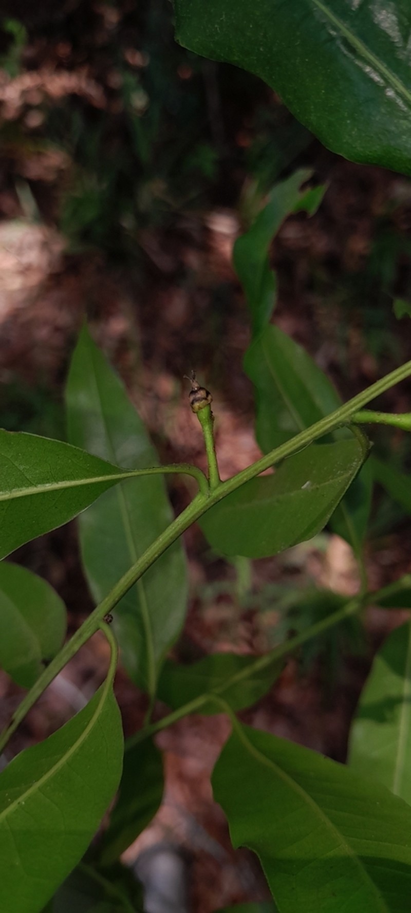 Quercus pinnativenulosa photo 5