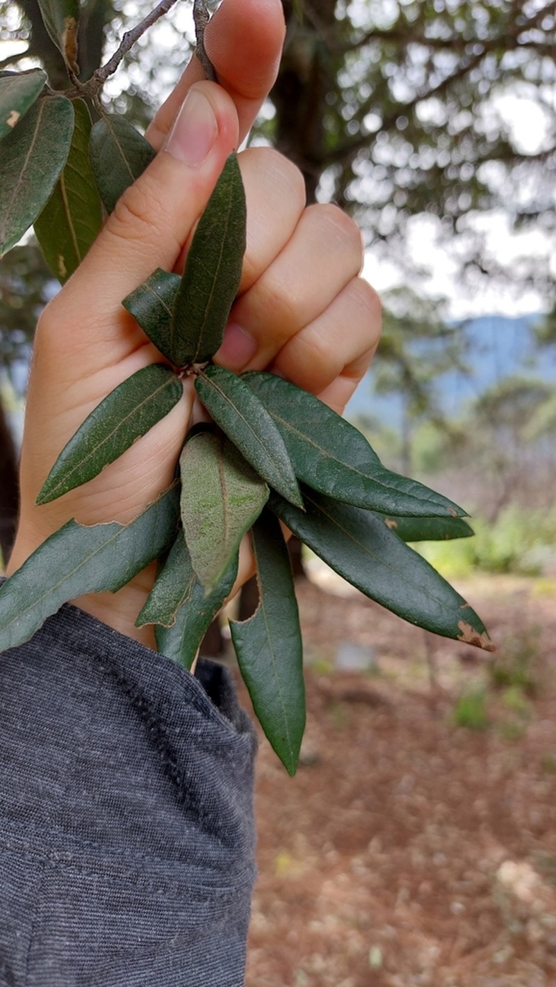 Quercus pinnativenulosa photo 6