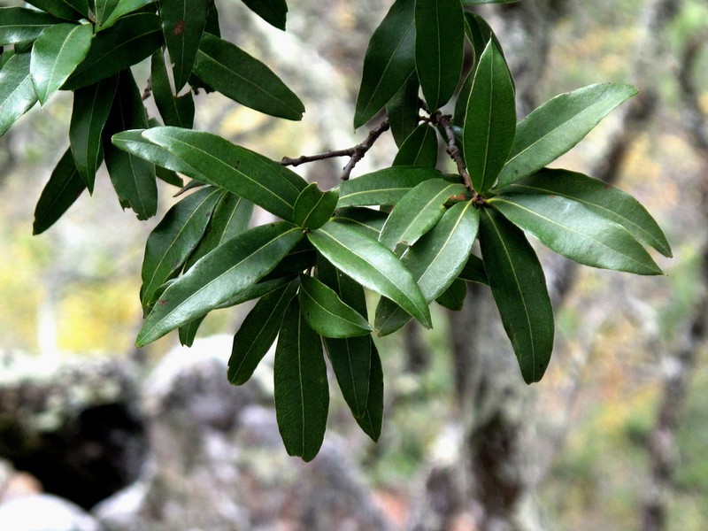 Quercus pinnativenulosa photo 7