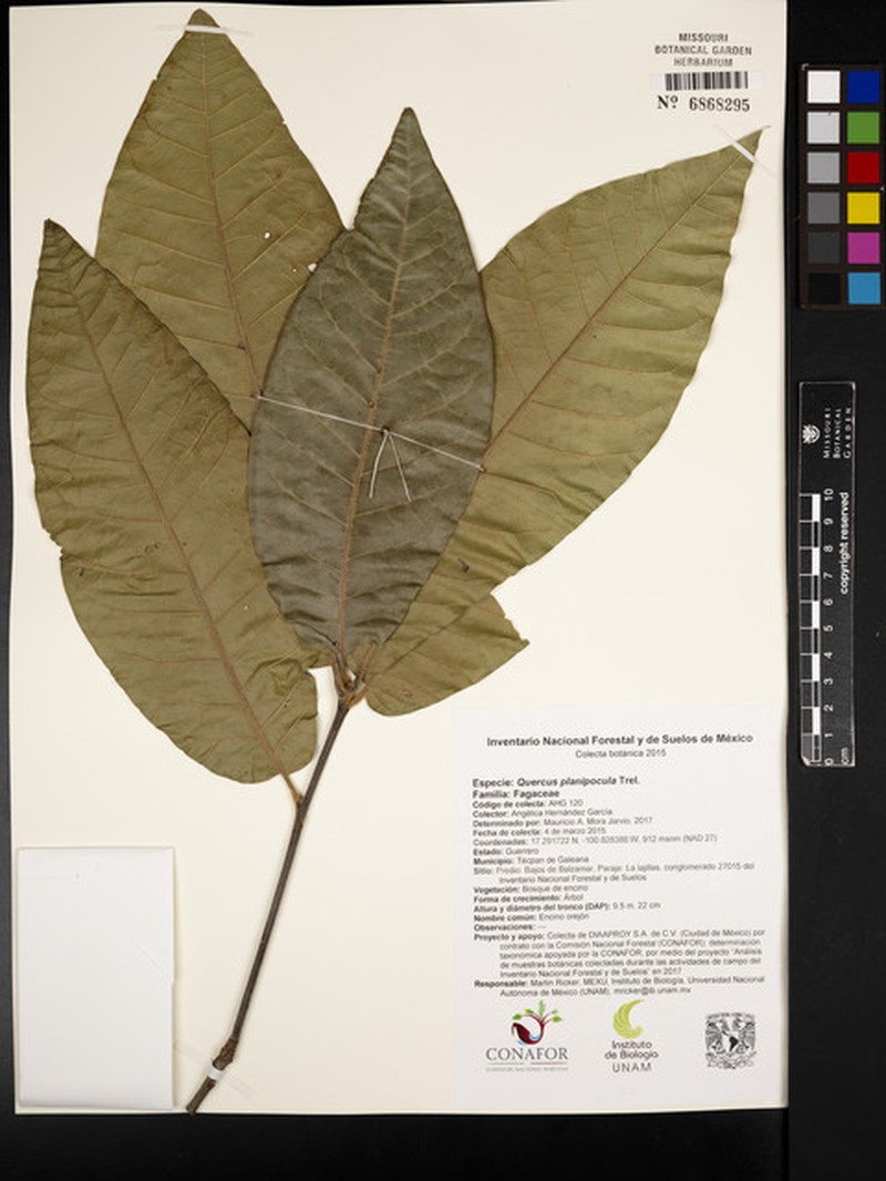Quercus planipocula