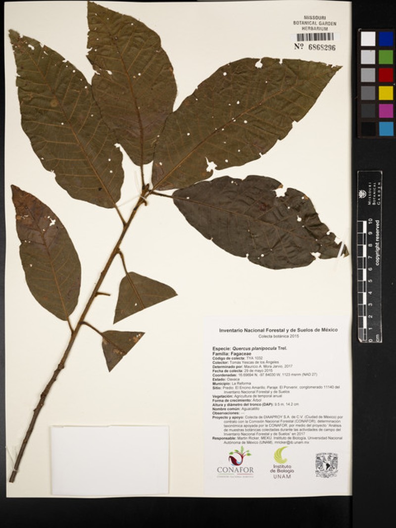 Quercus planipocula photo 2