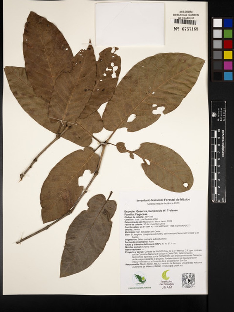 Quercus planipocula photo 3