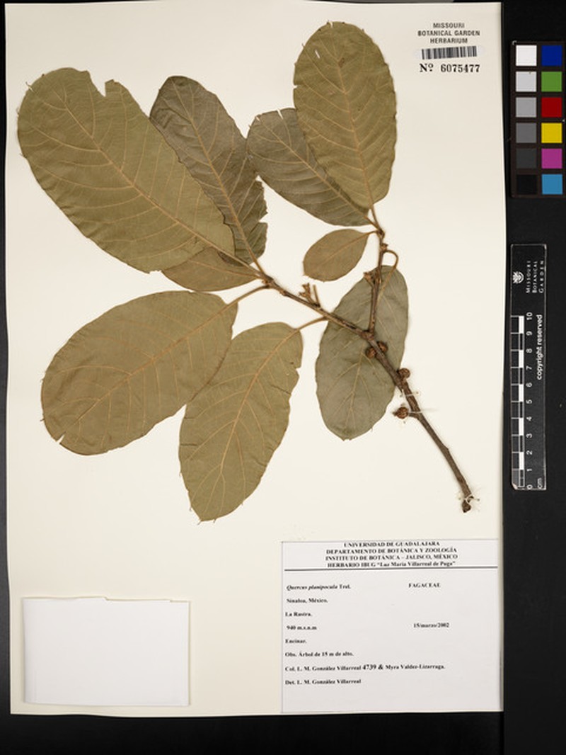 Quercus planipocula photo 4