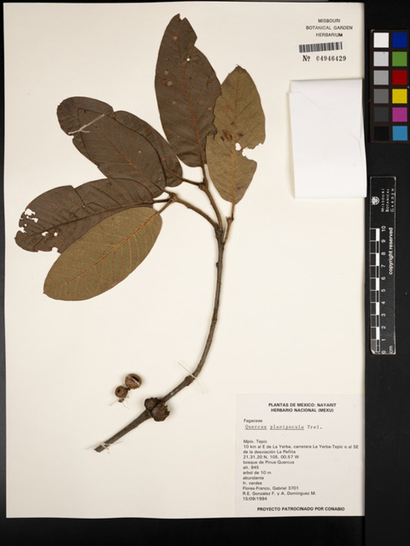 Quercus planipocula photo 5