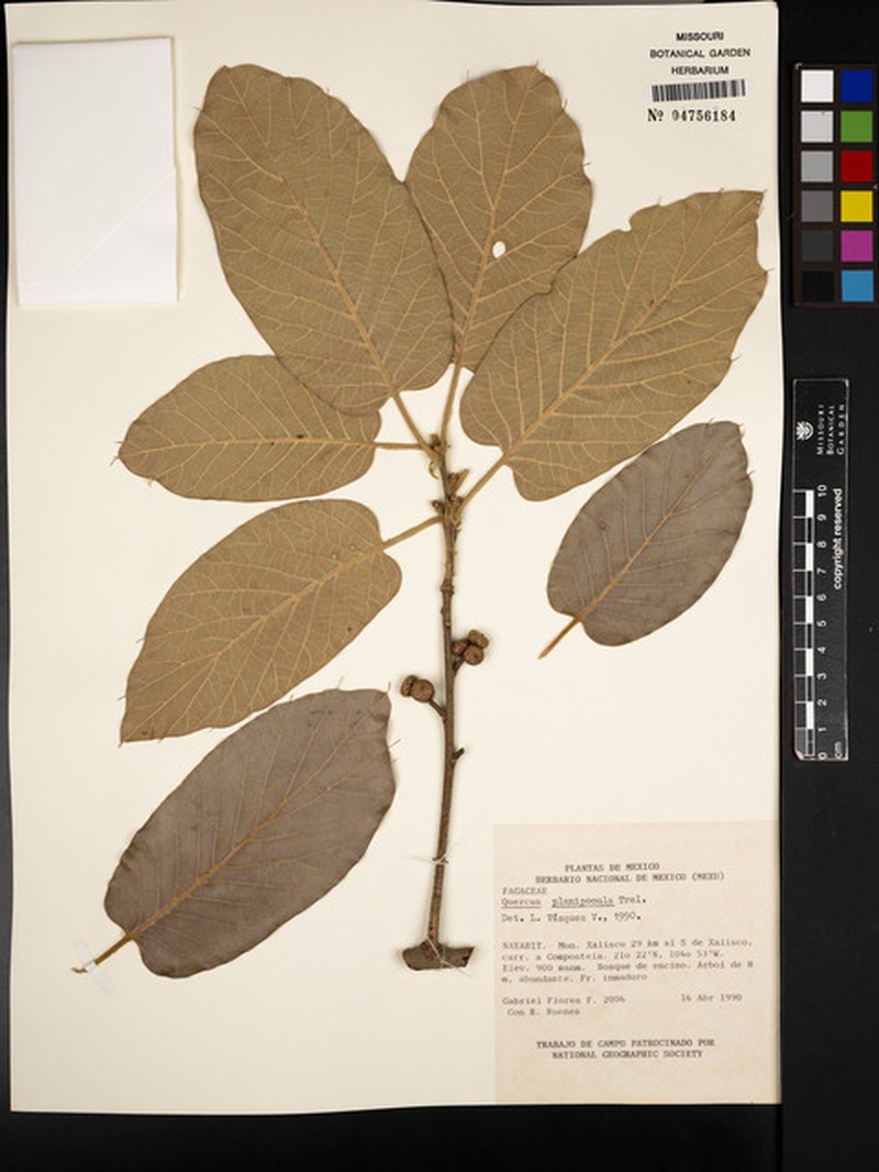 Quercus planipocula photo 6