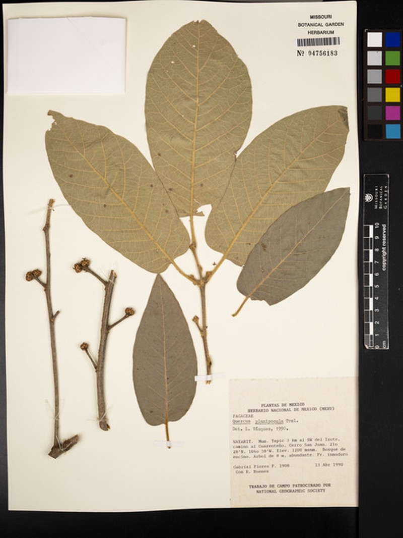 Quercus planipocula photo 7