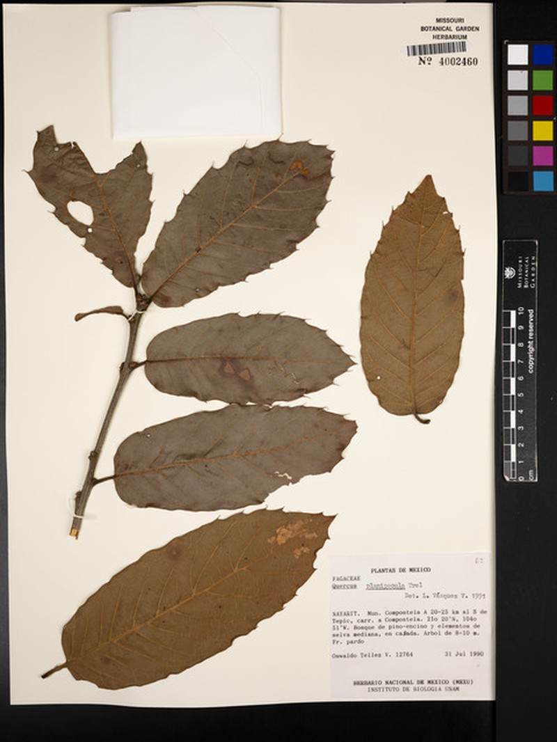 Quercus planipocula photo 8