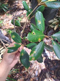 Quercus poilanei