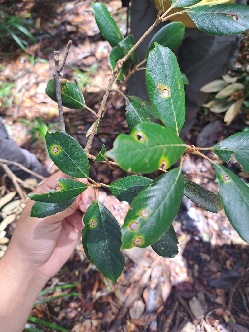 Quercus poilanei