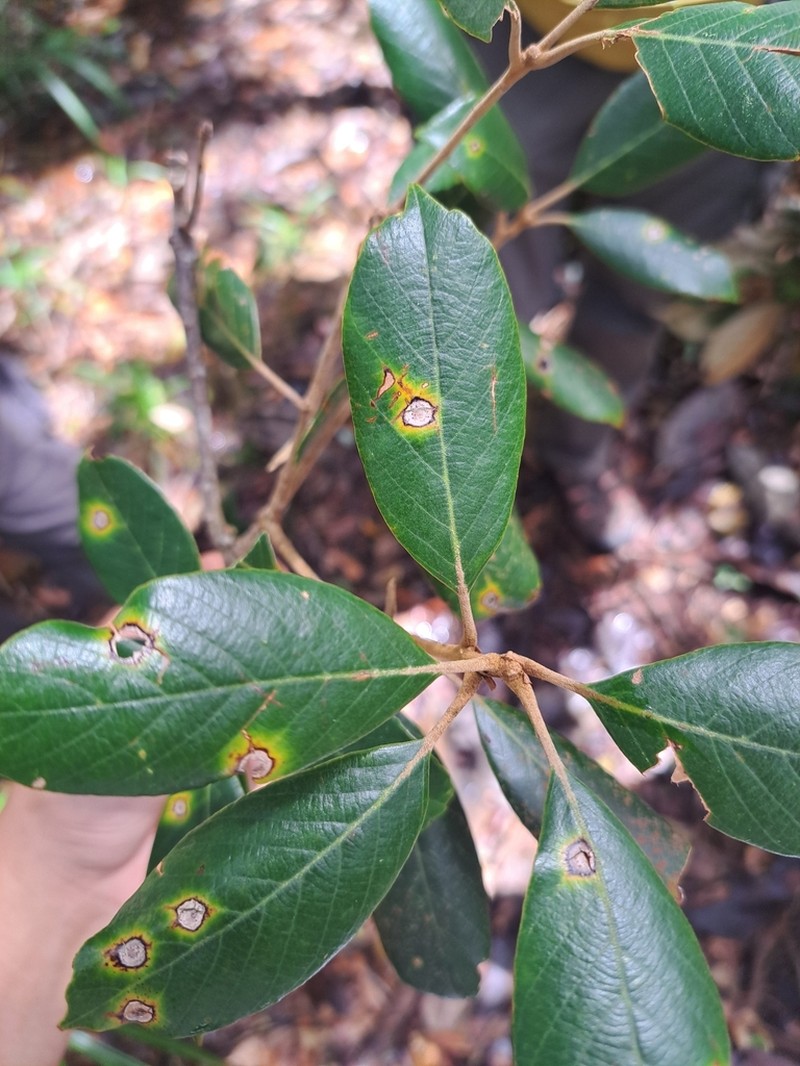 Quercus poilanei photo 3