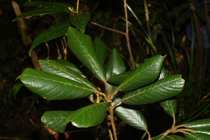 Quercus poilanei photo 4