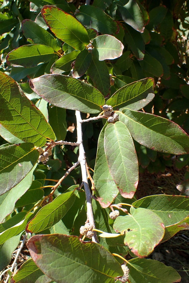 Netleaf White Oak photo 3