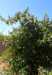 Netleaf White Oak